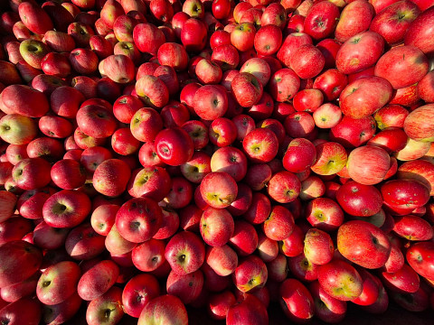 Ernteupdate von Primus Selner Andi vom Mostlandhof