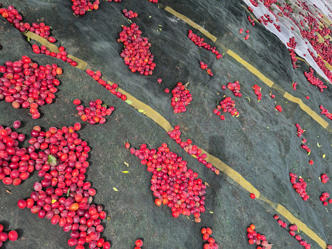 Ernteupdate von Primus Selner Andi vom Mostlandhof