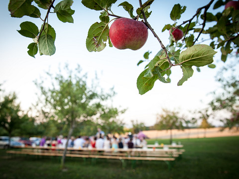 Bio bei den Mostbaronen