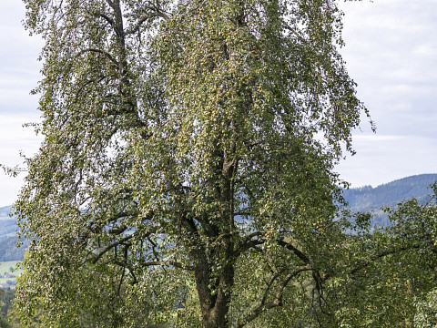 Das Projekt der Mostbarone zum Schutz der Streuobstwiesen