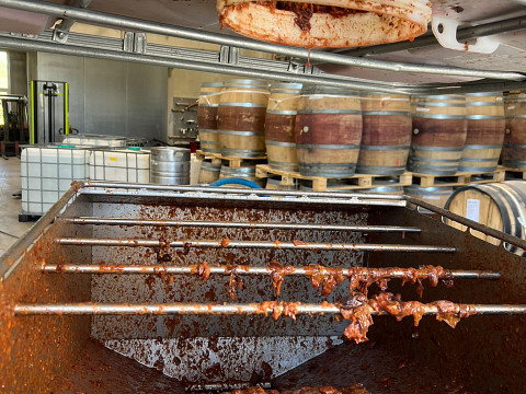 'Einmaischen' beim Mostbaron