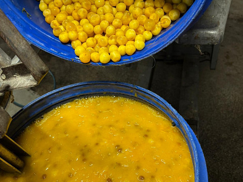 'Einmaischen' beim Mostbaron