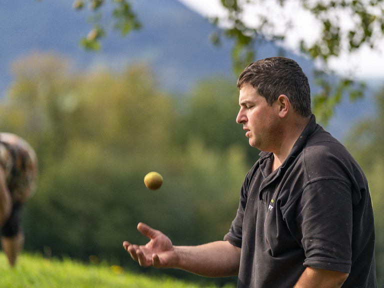 Obsternte bei Gustav "Hechal" Frühwald 2024